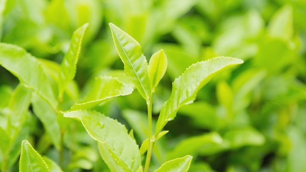 深蒸し茶葉