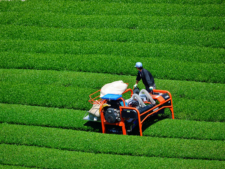 お茶畑の1年 お茶ができるまで お茶処牧之原 高柳製茶